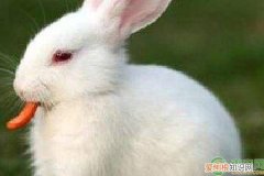 兔子只吃胡萝卜吗？ 兔子吃什么食物