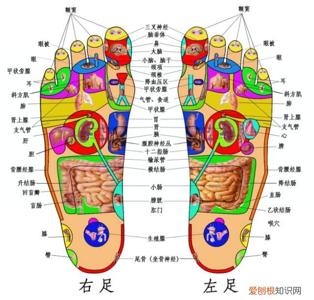 实用足底分布反射区 足底反射区图