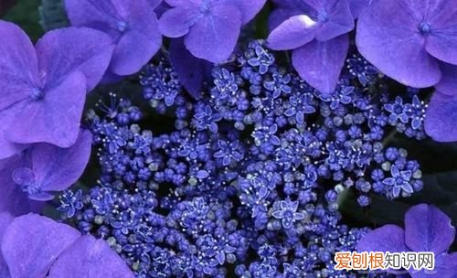 满天星菊花怎么养，蓝色梦幻星空菊花语是什么