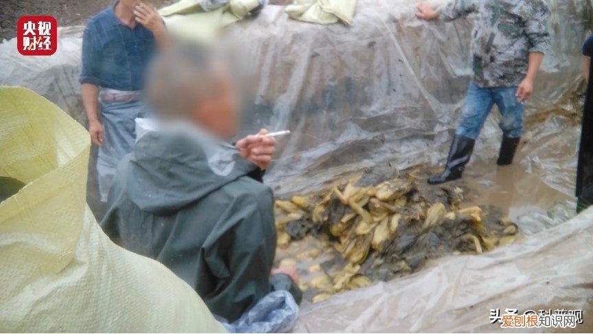 老坛酸菜方便面怎么了 老坛酸菜包在土坑腌制是真的吗