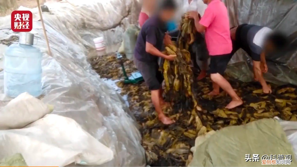 老坛酸菜方便面怎么了 老坛酸菜包在土坑腌制是真的吗