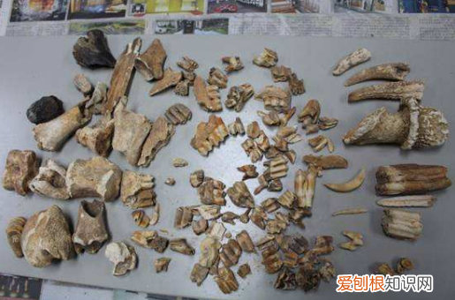 化石是怎么形成的？为何化石如此珍贵