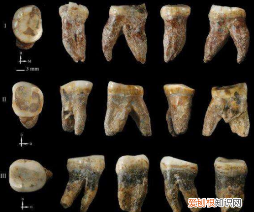 化石是怎么形成的？为何化石如此珍贵