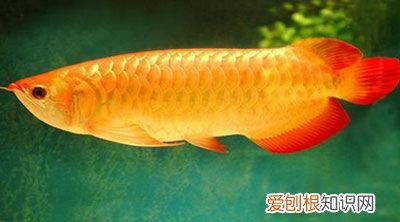 观赏鱼养殖技术大全 观赏鱼养殖技术