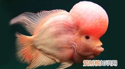 观赏鱼养殖技术大全 观赏鱼养殖技术