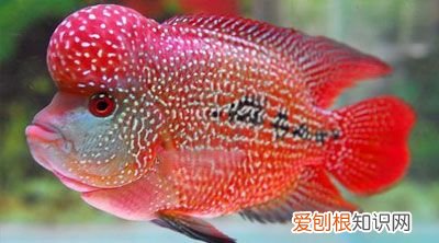 观赏鱼养殖技术大全 观赏鱼养殖技术