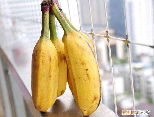 香蕉和芭蕉到底有什么区别？ 香蕉与芭蕉的区别