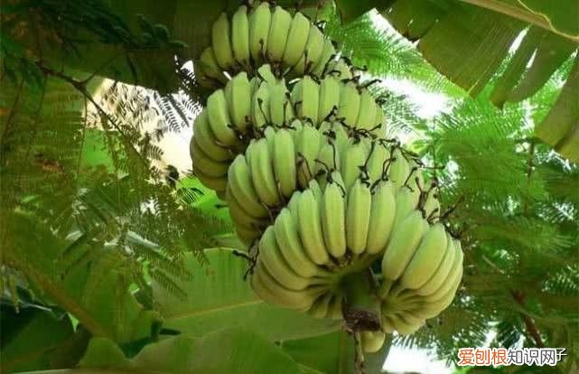 香蕉和芭蕉到底有什么区别？ 香蕉与芭蕉的区别