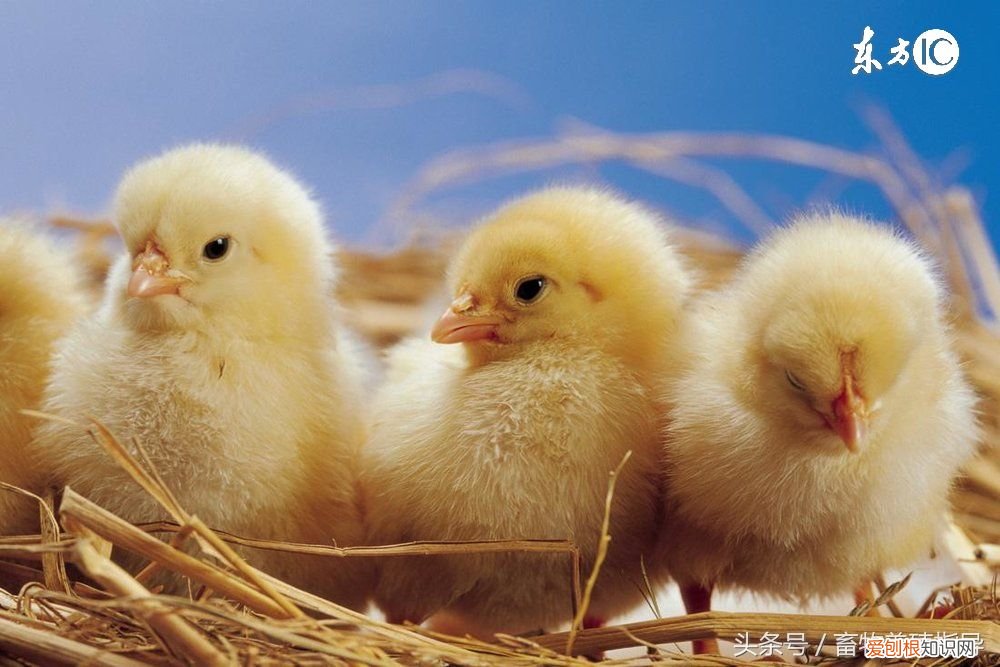 禽流感常见症状及治疗办法 禽流感症状是什么？