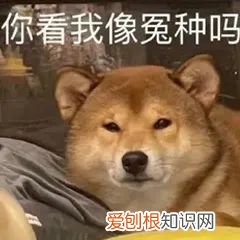 冤种是什么意思？“冤种”兄弟是什么梗？