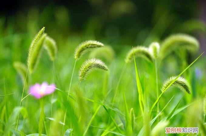 花语是偷偷的暗恋着你 狗尾巴草的花语是什么