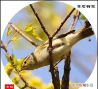 为什么没人养黄眉柳莺，三道眉柳莺如何区分公母