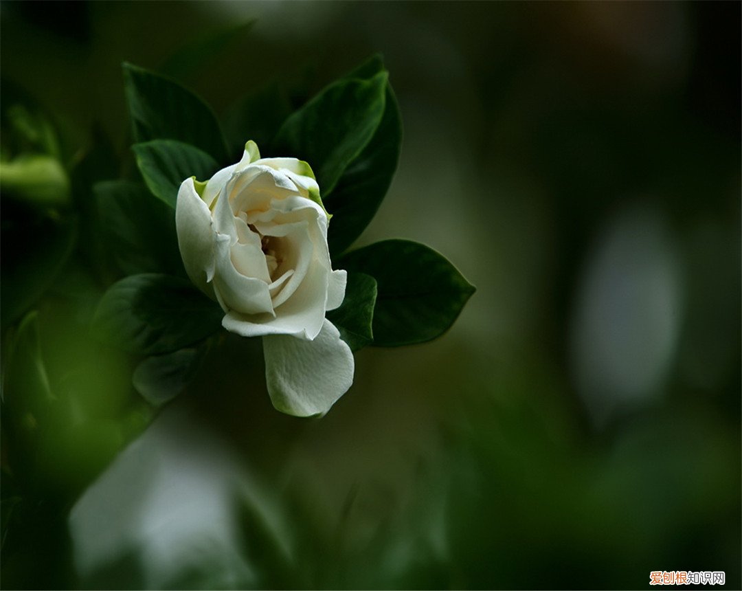 栀子花为啥不吉利？栀子花种植在家中都有什么说法