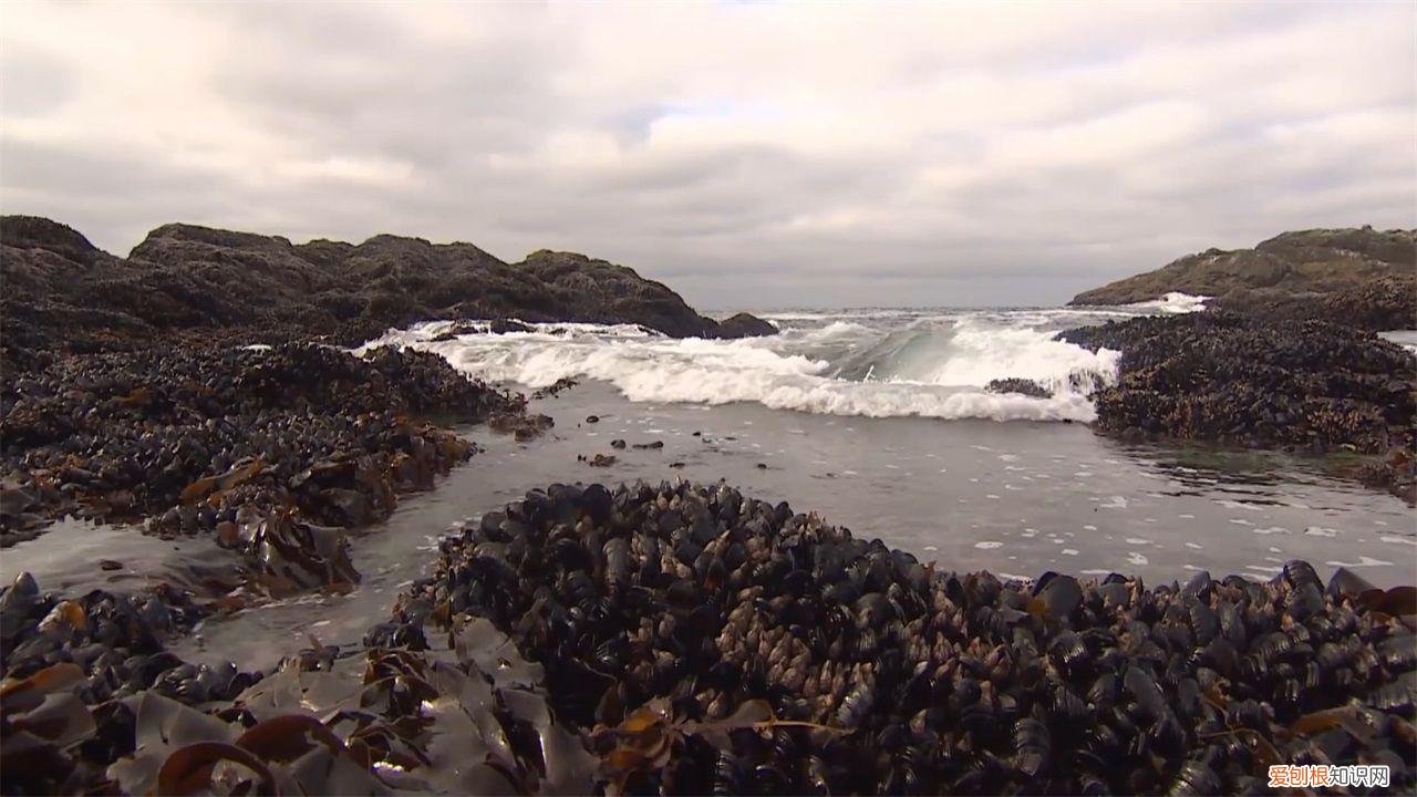 为何在海洋横行霸道？ 藤壶是什么东西
