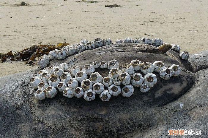 为何在海洋横行霸道？ 藤壶是什么东西