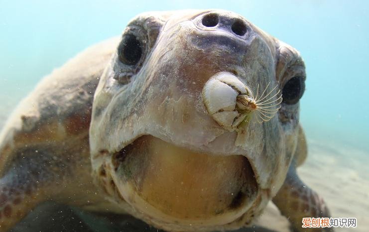为何在海洋横行霸道？ 藤壶是什么东西