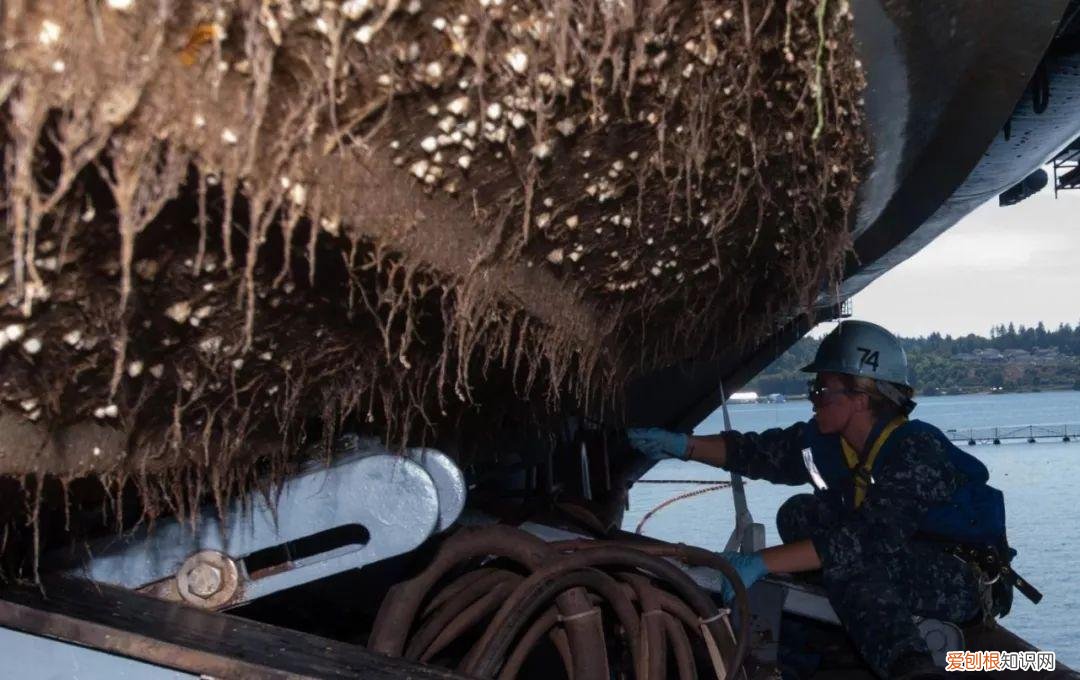 为何在海洋横行霸道？ 藤壶是什么东西