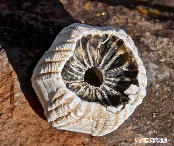 为何在海洋横行霸道？ 藤壶是什么东西