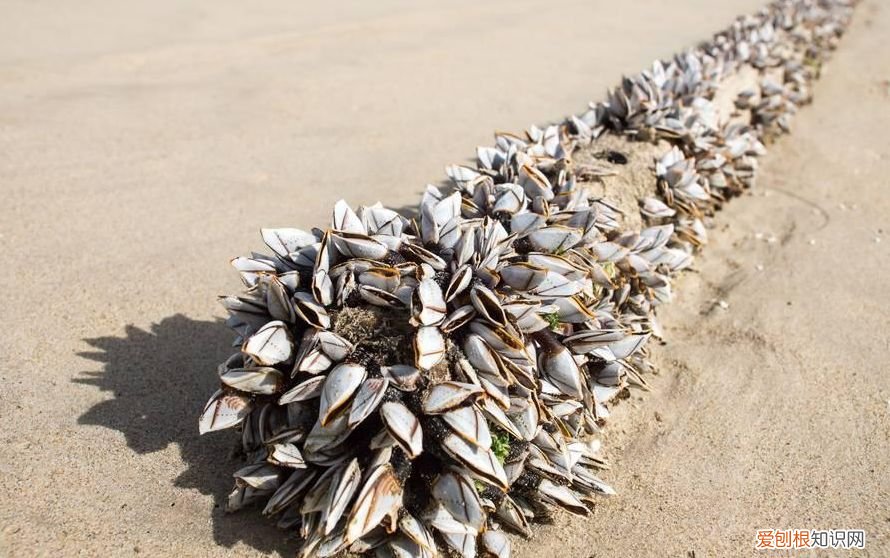 为何在海洋横行霸道？ 藤壶是什么东西