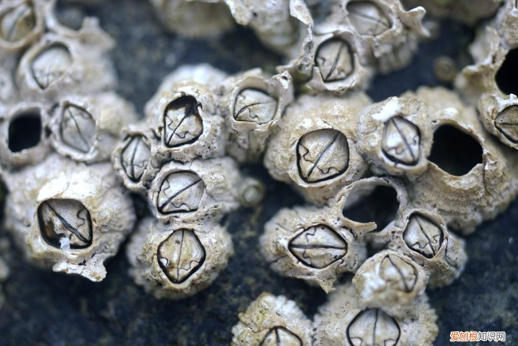 为何在海洋横行霸道？ 藤壶是什么东西