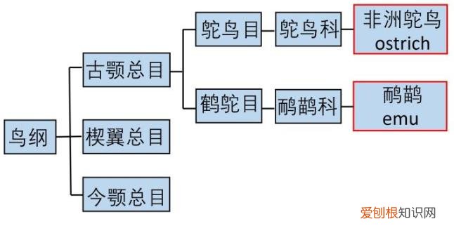 鸸鹋与鸵鸟的区别 鸸鹋怎么读