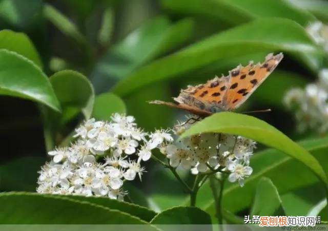 石楠花为什么叫最污花？这种花有特殊的味道