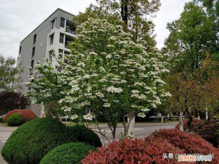 石楠花为什么叫最污花？这种花有特殊的味道