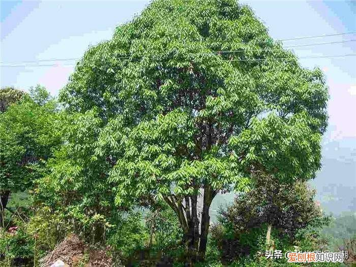 石楠花为什么叫最污花？这种花有特殊的味道