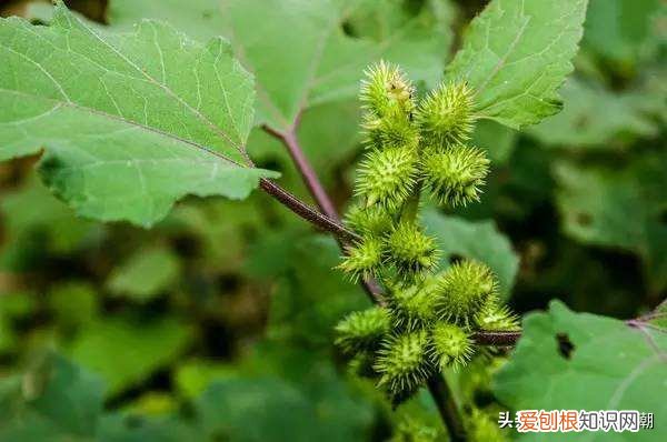 石楠花为什么叫最污花？这种花有特殊的味道