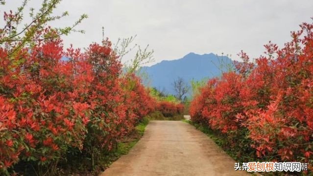 石楠花为什么叫最污花？这种花有特殊的味道