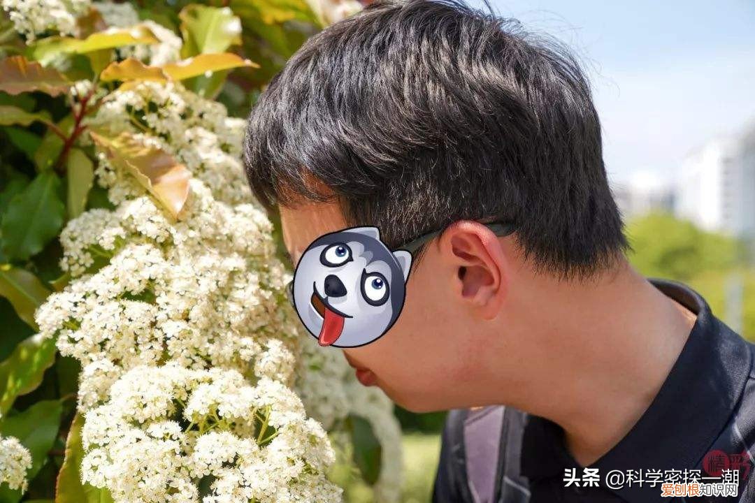 石楠花为什么叫最污花？这种花有特殊的味道