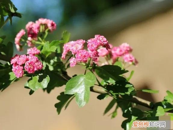 被子植物与裸子植物区别 被子植物有哪些