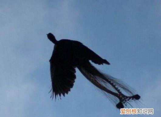凤凰真的存在世间吗?卫星拍到的真龙凤凰