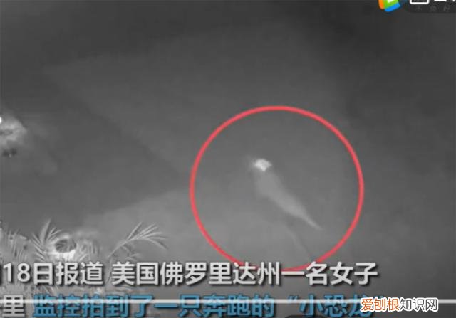 网友认为是迅猛龙 美国发现了一只活恐龙