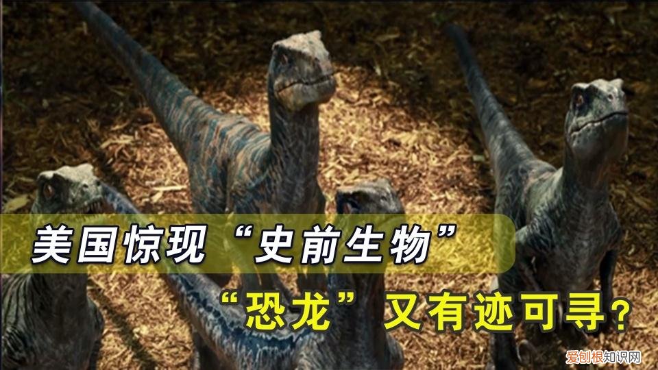 网友认为是迅猛龙 美国发现了一只活恐龙