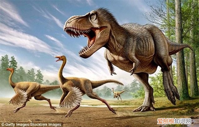网友认为是迅猛龙 美国发现了一只活恐龙