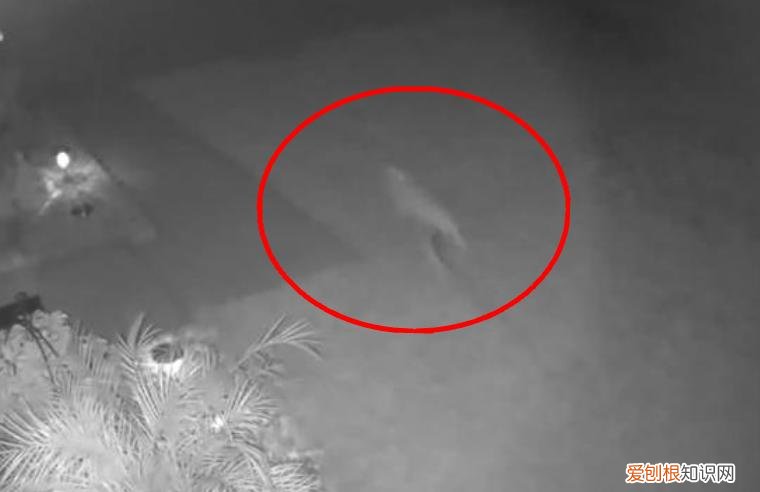 网友认为是迅猛龙 美国发现了一只活恐龙