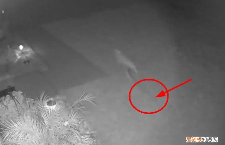 网友认为是迅猛龙 美国发现了一只活恐龙