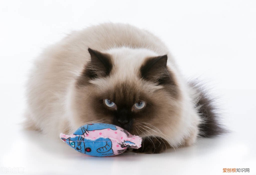 猫薄荷对猫有什么作用？猫薄荷对猫具有神奇致幻作用