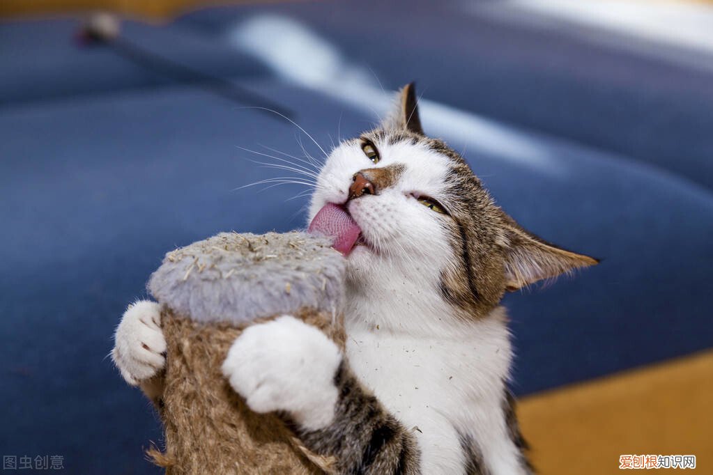 猫薄荷对猫有什么作用？猫薄荷对猫具有神奇致幻作用