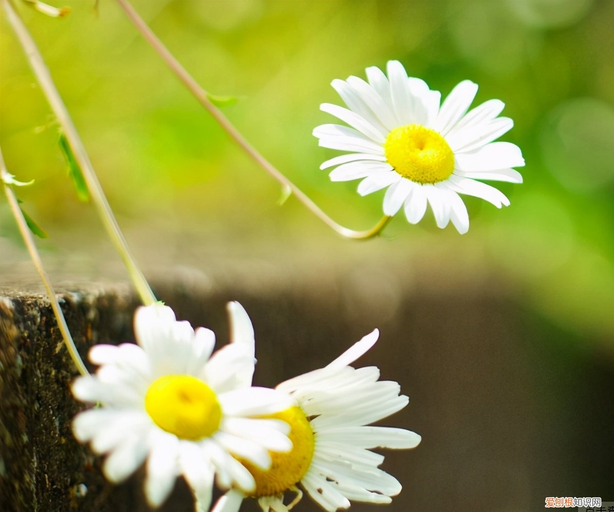 下一句是：“遇你难做智者” 智者不入爱河下一句