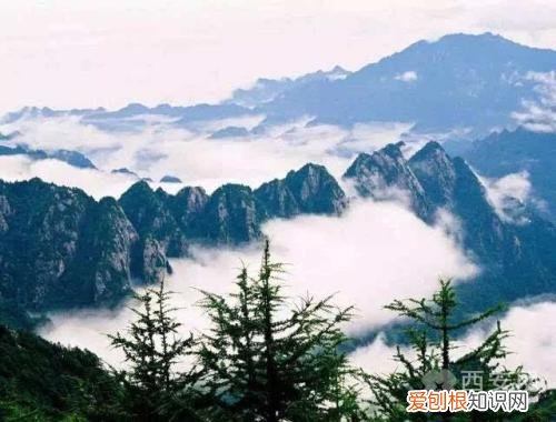 分别是大熊猫、金丝猴、朱鹮、羚牛 秦岭四宝是指什么