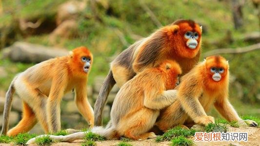 分别是大熊猫、金丝猴、朱鹮、羚牛 秦岭四宝是指什么