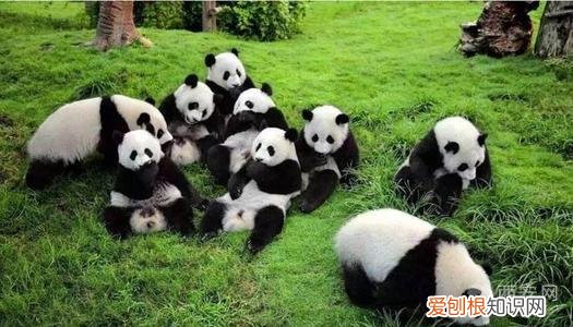 分别是大熊猫、金丝猴、朱鹮、羚牛 秦岭四宝是指什么