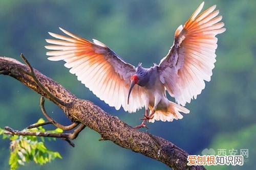 分别是大熊猫、金丝猴、朱鹮、羚牛 秦岭四宝是指什么