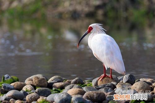 分别是大熊猫、金丝猴、朱鹮、羚牛 秦岭四宝是指什么