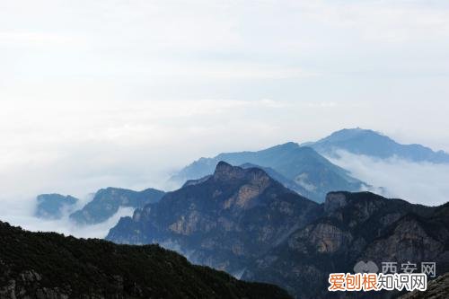 分别是大熊猫、金丝猴、朱鹮、羚牛 秦岭四宝是指什么