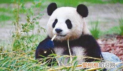 分别是大熊猫、金丝猴、朱鹮、羚牛 秦岭四宝是指什么