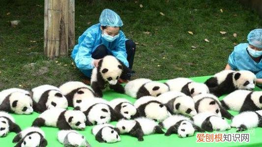 分别是大熊猫、金丝猴、朱鹮、羚牛 秦岭四宝是指什么