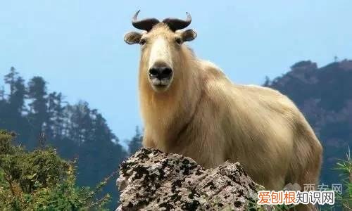 分别是大熊猫、金丝猴、朱鹮、羚牛 秦岭四宝是指什么